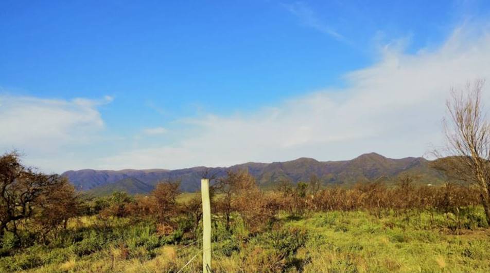Campo 527
