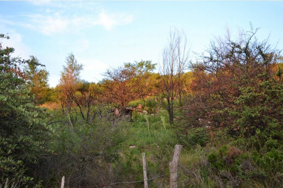 Campo 527