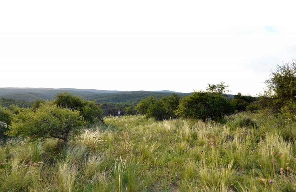 Campo 527
