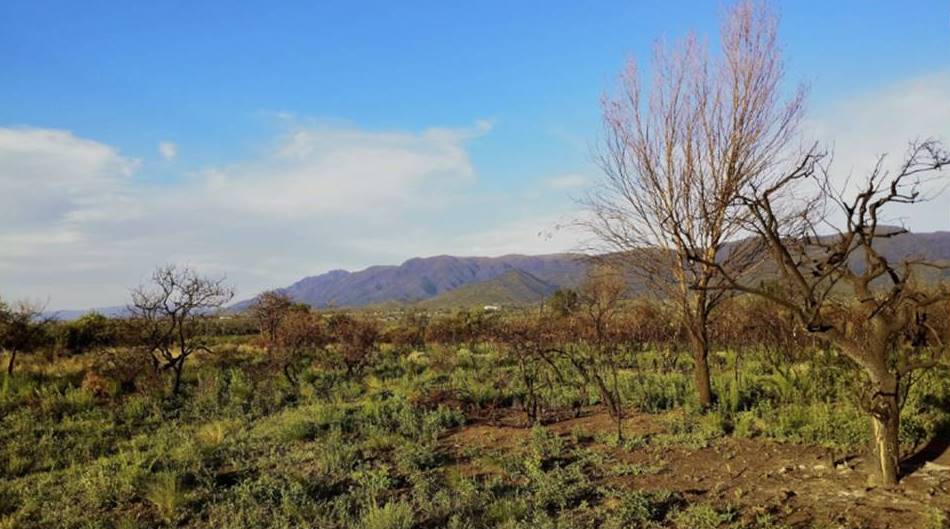 Campo 527